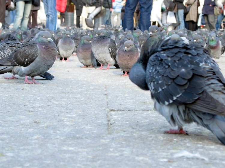 16342280115_ff3809aeaf_o